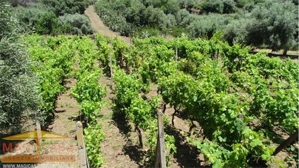 terreno agricolo in vendita a Belpasso