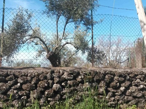 terreno agricolo in vendita a Belpasso