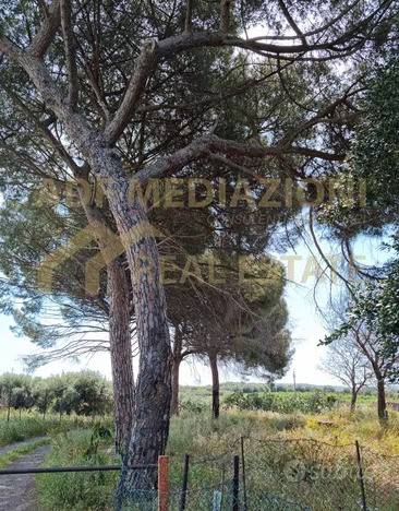 terreno agricolo in vendita a Belpasso