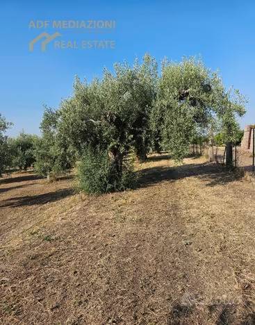 terreno agricolo in vendita a Belpasso