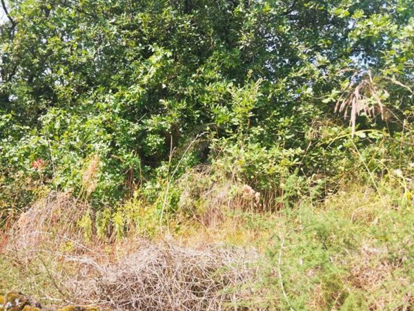 terreno agricolo in vendita a Belpasso