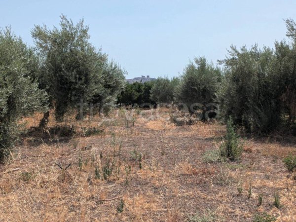 terreno agricolo in vendita a Belpasso