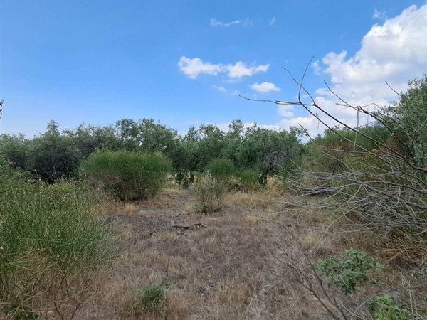 terreno agricolo in vendita a Belpasso