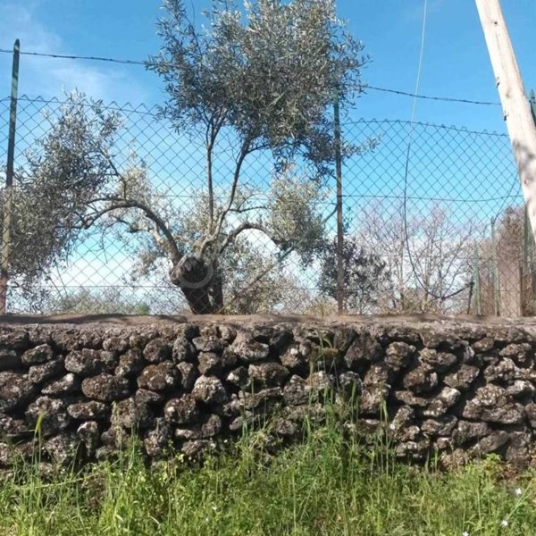 terreno agricolo in vendita a Belpasso