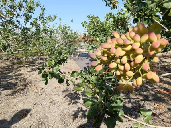 terreno agricolo in vendita a Biancavilla