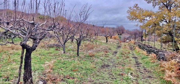 casa indipendente in vendita a Biancavilla