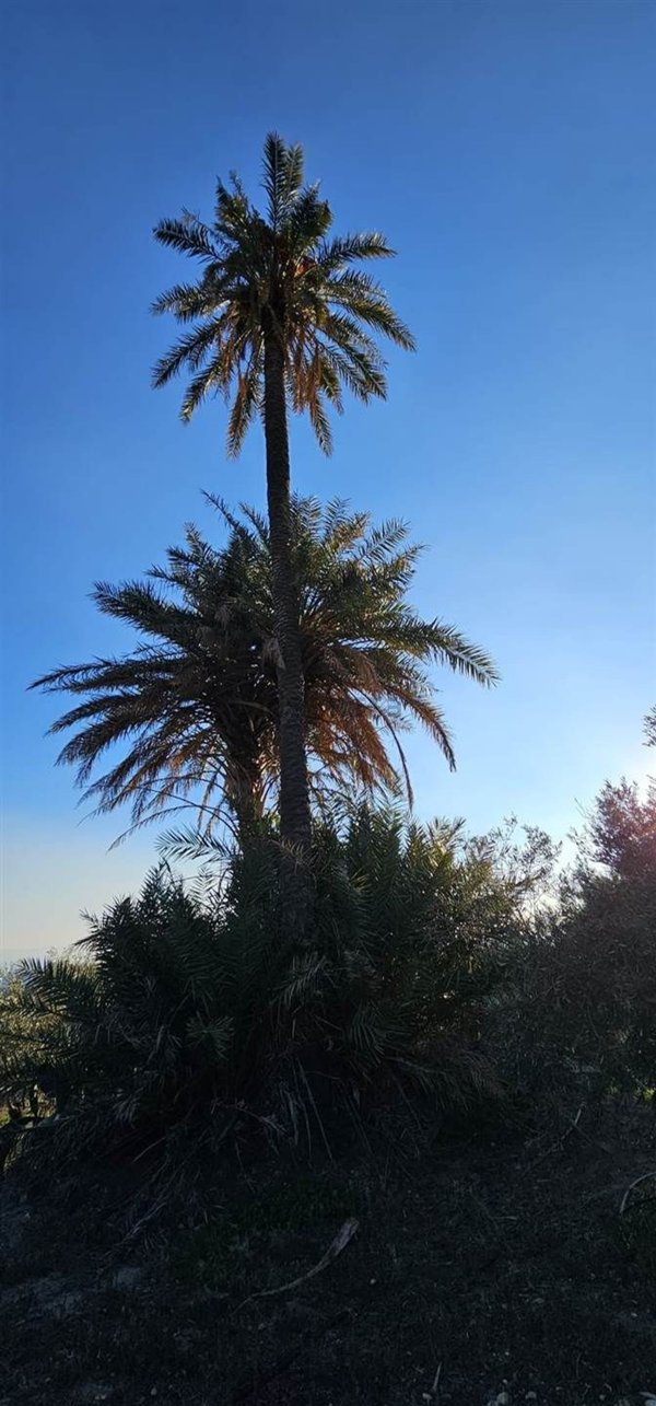 terreno agricolo in vendita a Biancavilla
