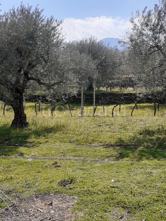 terreno agricolo in vendita a Bronte