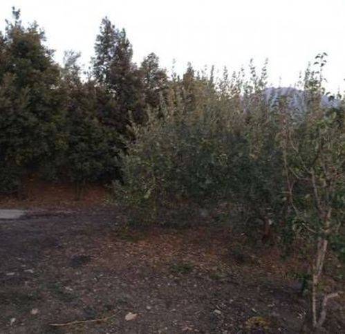 terreno agricolo in vendita a Bronte