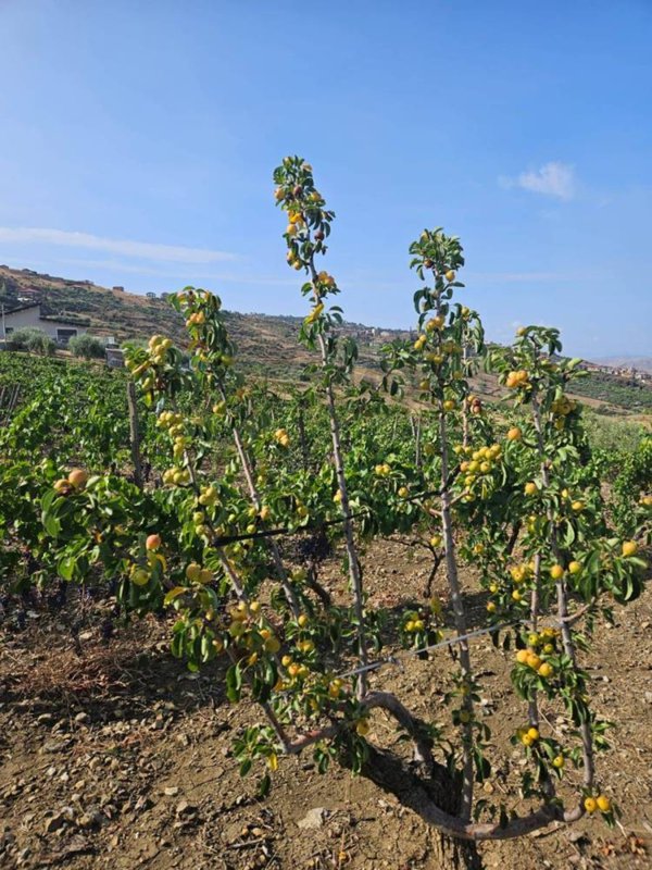 terreno agricolo in vendita a Bronte