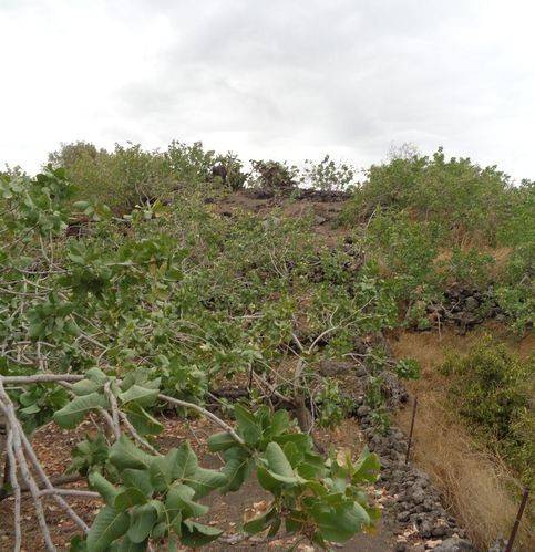 terreno agricolo in vendita a Bronte