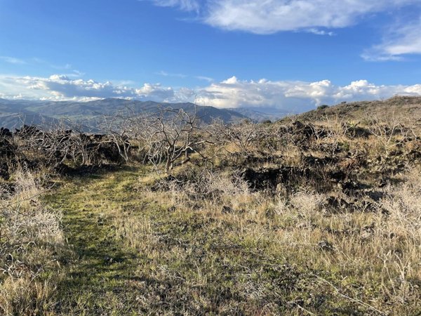 terreno agricolo in vendita a Bronte