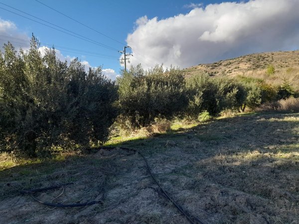 terreno agricolo in vendita a Bronte