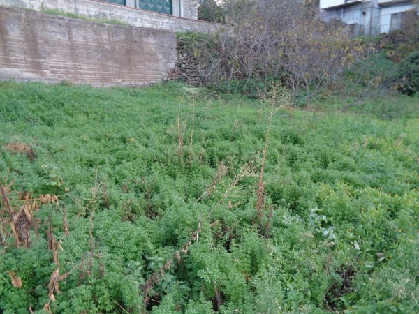 casa indipendente in vendita a Bronte