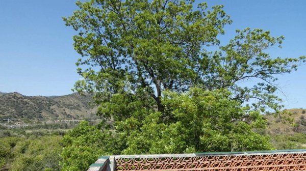 azienda agricola in vendita a Calatabiano