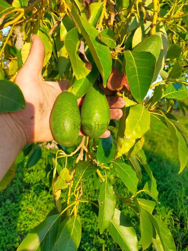 casa indipendente in vendita a Calatabiano