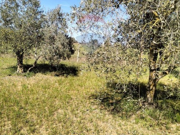 terreno agricolo in vendita a Caltagirone