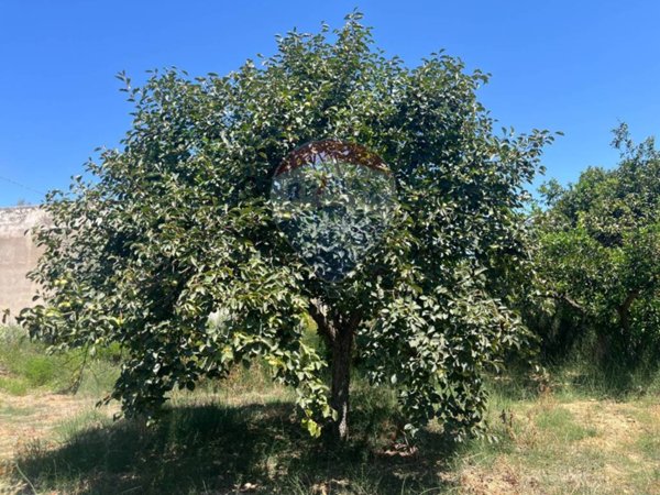 terreno agricolo in vendita a Caltagirone