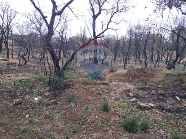 terreno agricolo in vendita a Caltagirone