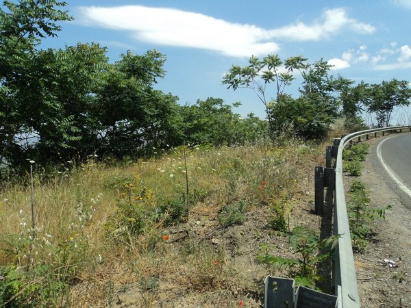 terreno agricolo in vendita a Caltagirone