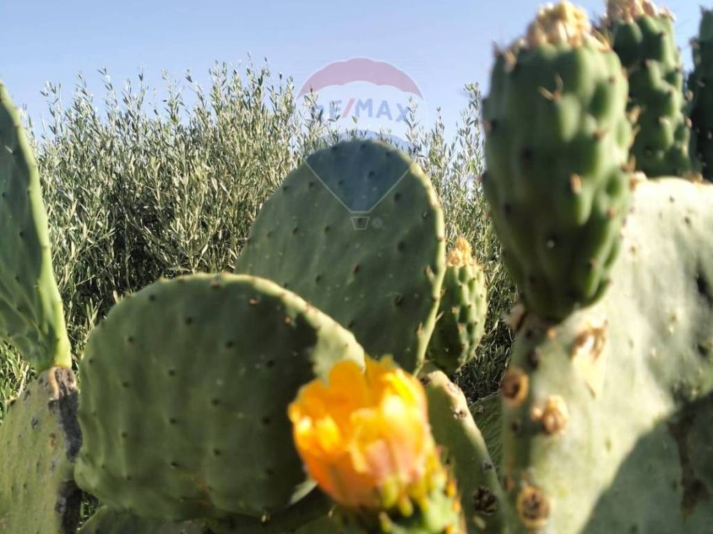 terreno agricolo in vendita a Caltagirone in zona Granieri