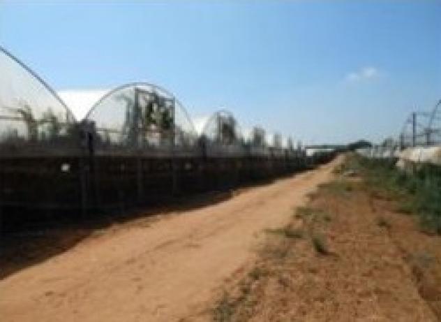 terreno agricolo in vendita a Caltagirone