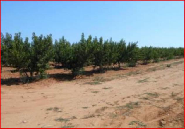 terreno agricolo in vendita a Caltagirone