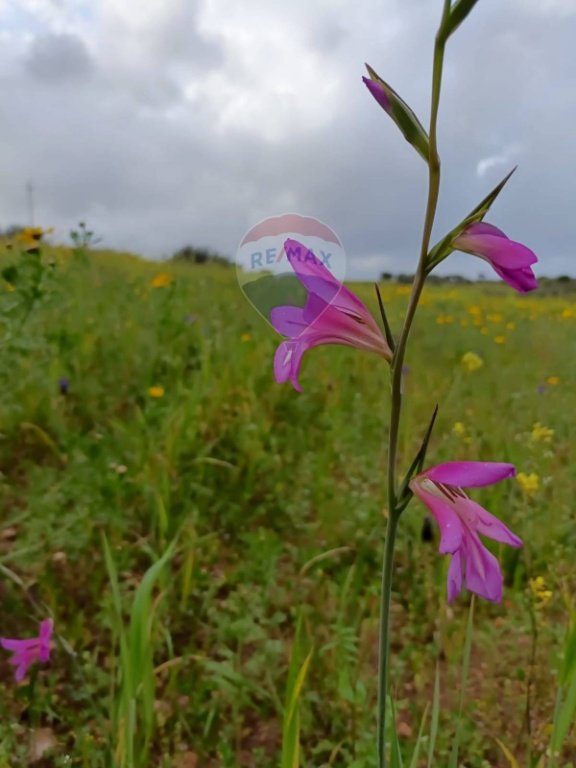 terreno agricolo in vendita a Caltagirone