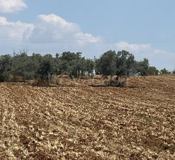 terreno agricolo in vendita a Caltagirone in zona Piano San Paolo