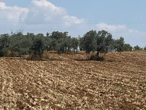 terreno agricolo in vendita a Caltagirone in zona Piano San Paolo