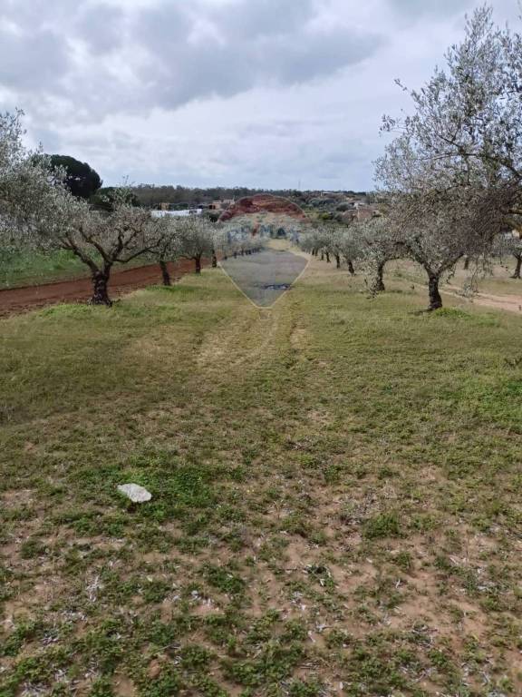 terreno agricolo in vendita a Caltagirone in zona Santo Pietro