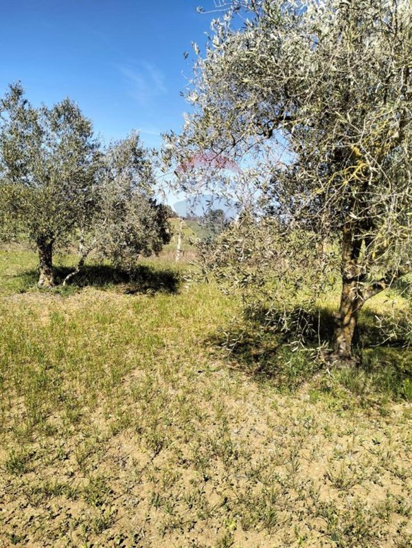 terreno agricolo in vendita a Caltagirone