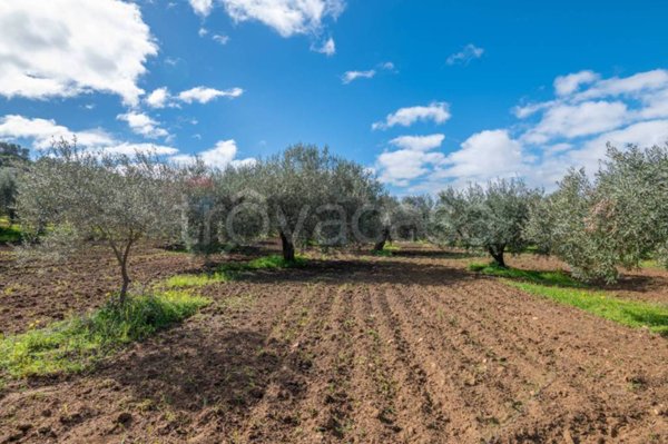 terreno agricolo in vendita a Caltagirone