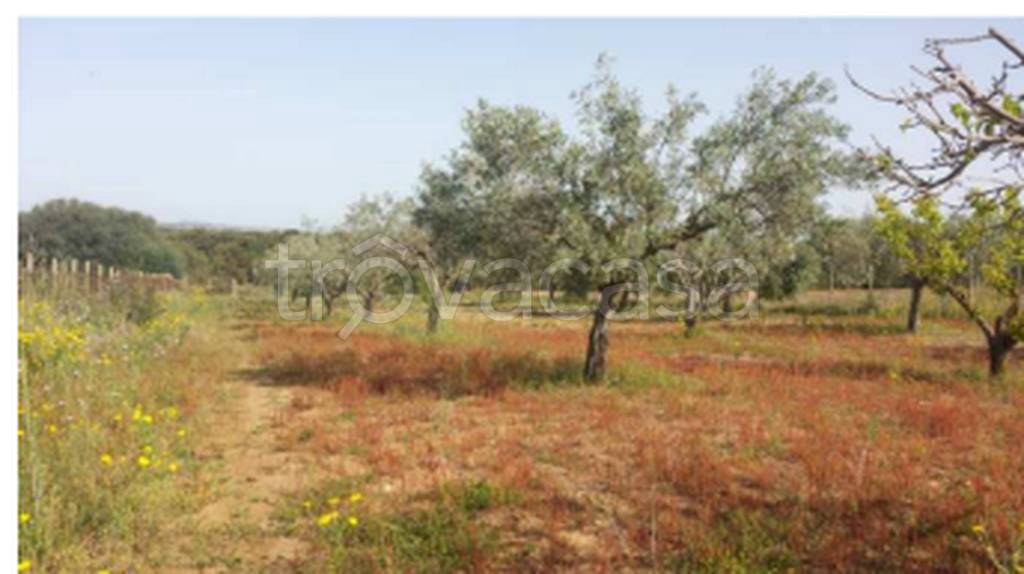 terreno agricolo in vendita a Caltagirone
