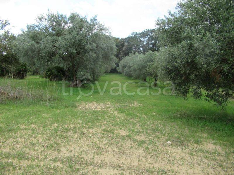 terreno agricolo in vendita a Caltagirone