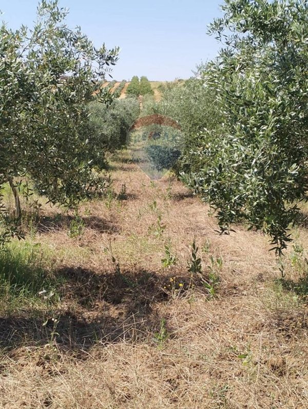 terreno agricolo in vendita a Caltagirone in zona Granieri