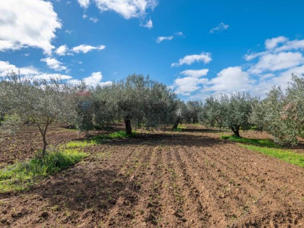 terreno agricolo in vendita a Caltagirone