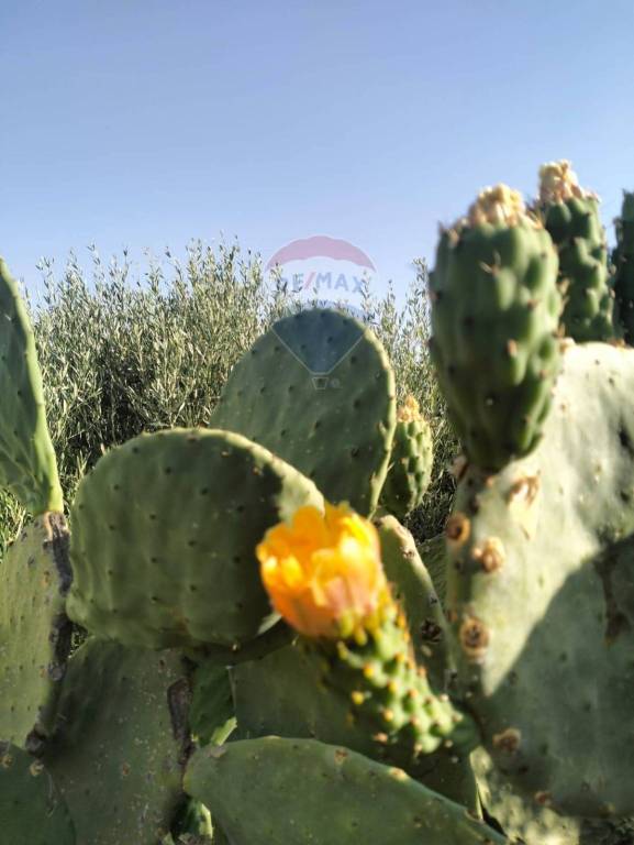 terreno agricolo in vendita a Caltagirone in zona Granieri