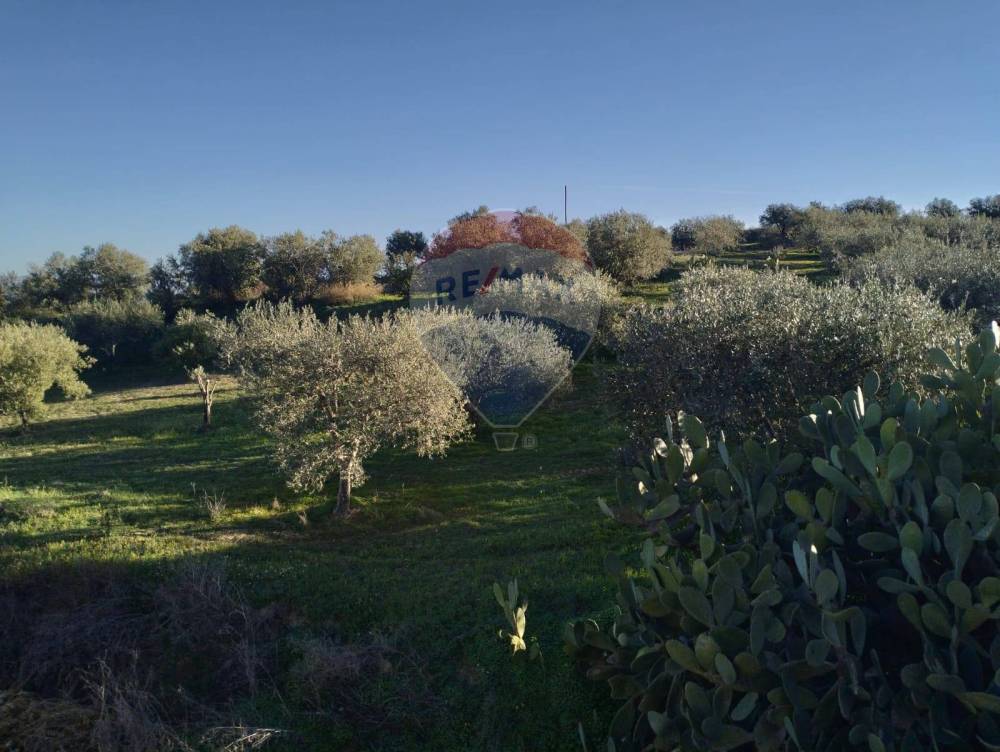terreno agricolo in vendita a Caltagirone