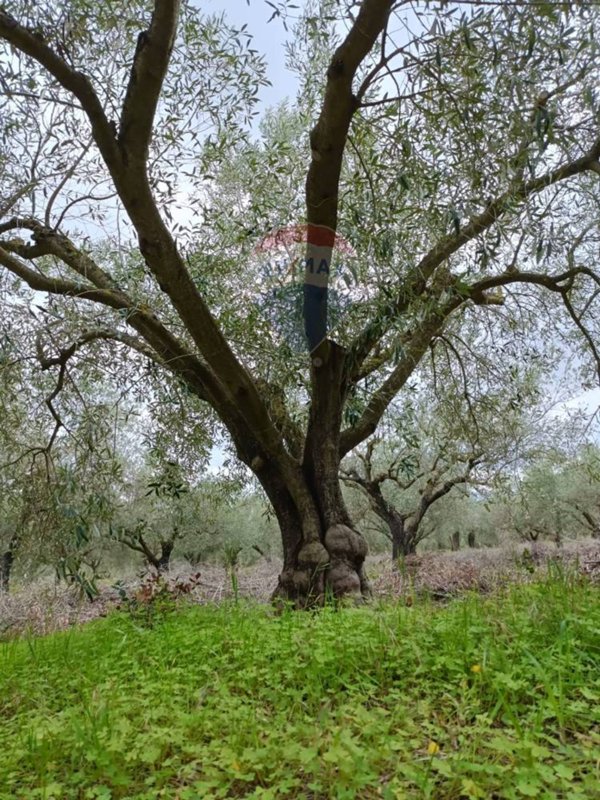 terreno agricolo in vendita a Caltagirone in zona Santo Pietro