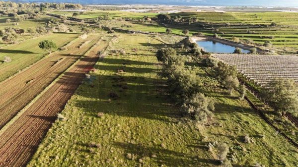 terreno agricolo in vendita a Caltagirone