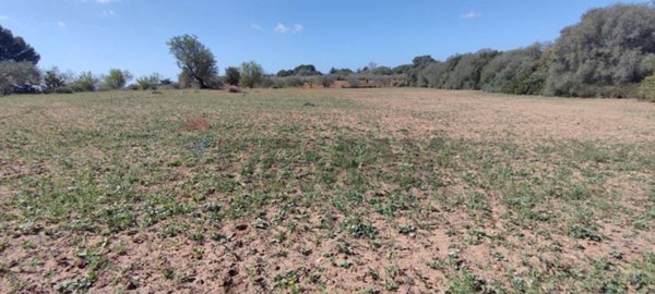 terreno agricolo in vendita a Caltagirone in zona Santo Pietro