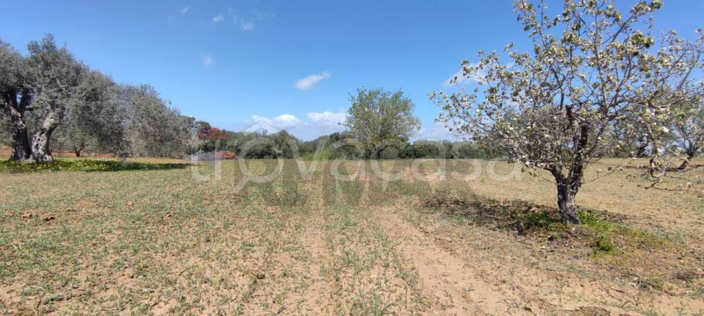 terreno agricolo in vendita a Caltagirone in zona Santo Pietro