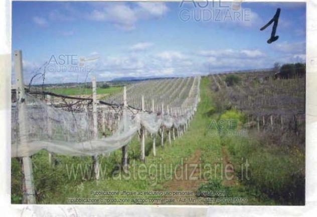 terreno agricolo in vendita a Caltagirone