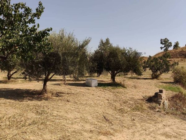 terreno agricolo in vendita a Caltagirone in zona Colleggiata