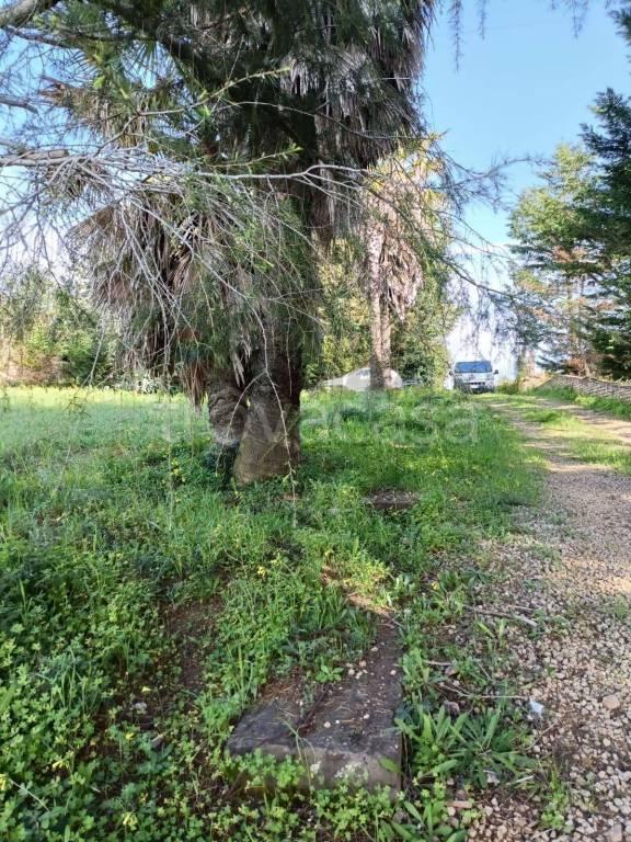 terreno agricolo in vendita a Caltagirone