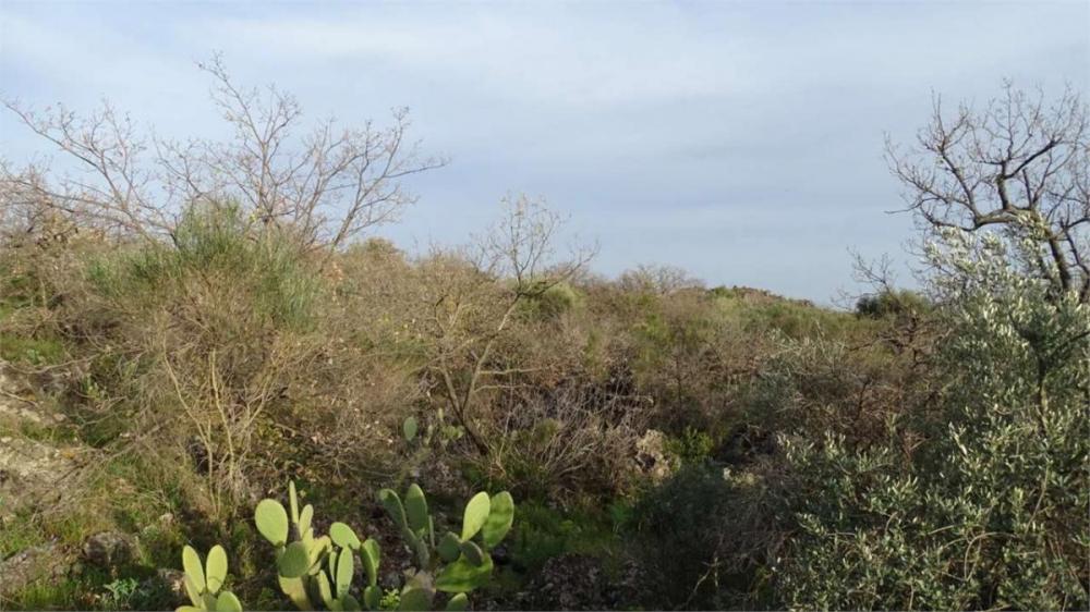 terreno agricolo in vendita a Camporotondo Etneo in zona Piano Tavola