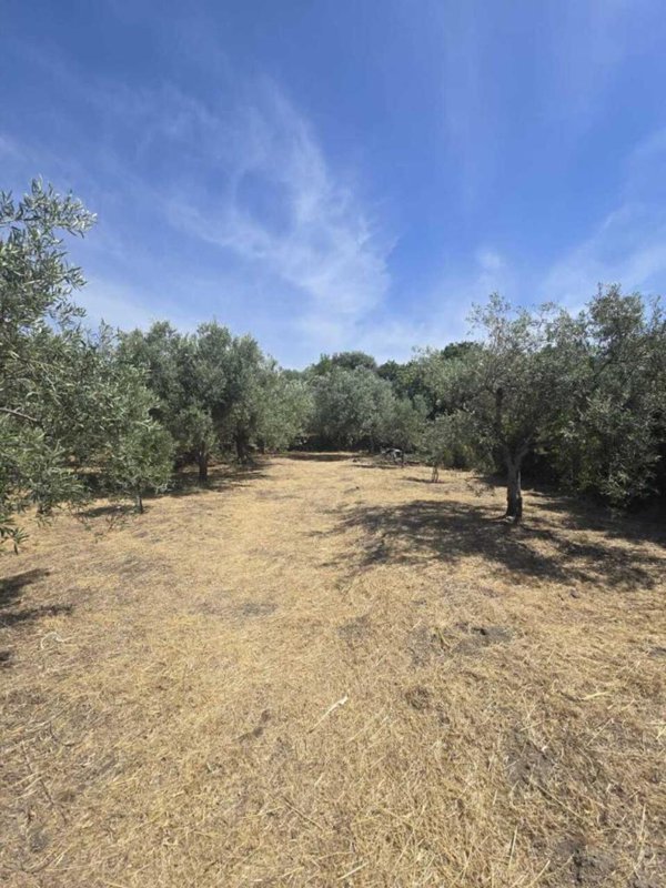 terreno agricolo in vendita a Camporotondo Etneo in zona Centro Storico