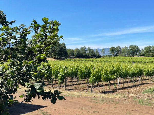 terreno agricolo in vendita a Castiglione di Sicilia