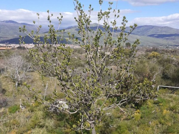 casa indipendente in vendita a Castiglione di Sicilia